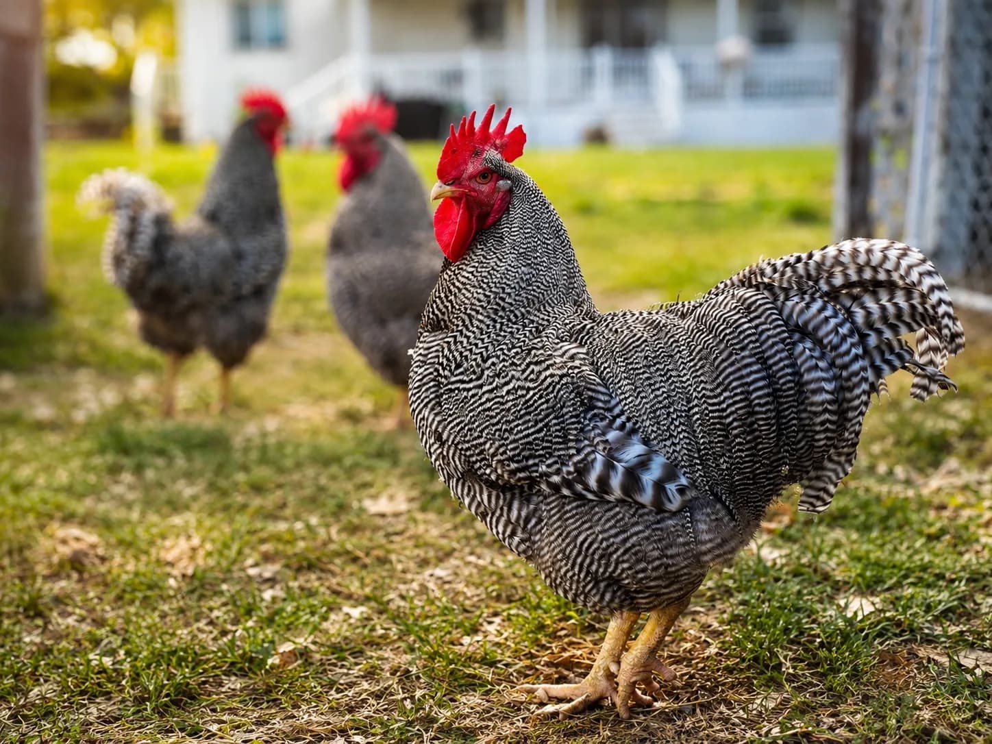 Boone, a Barred Plymouth Rock rooster, founder flock breeding rooster at Shaggy Ink Farms.
