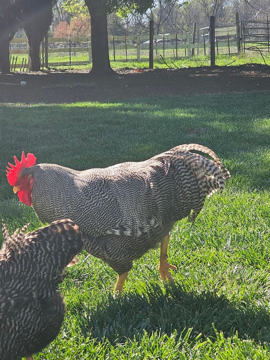 Barred Rock rooster on open pasture at Shaggy Ink Farms