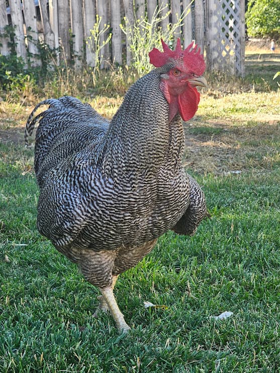 Standard Bred Barred Rock rooster at Shaggy Ink Farms, Anderson California