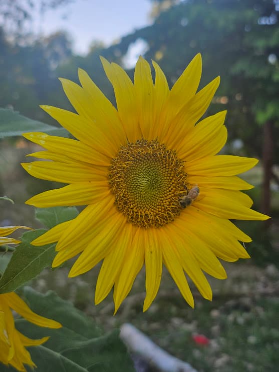 Sunflower with honeybee in the Shaggy Ink Farms garden, Anderson California
