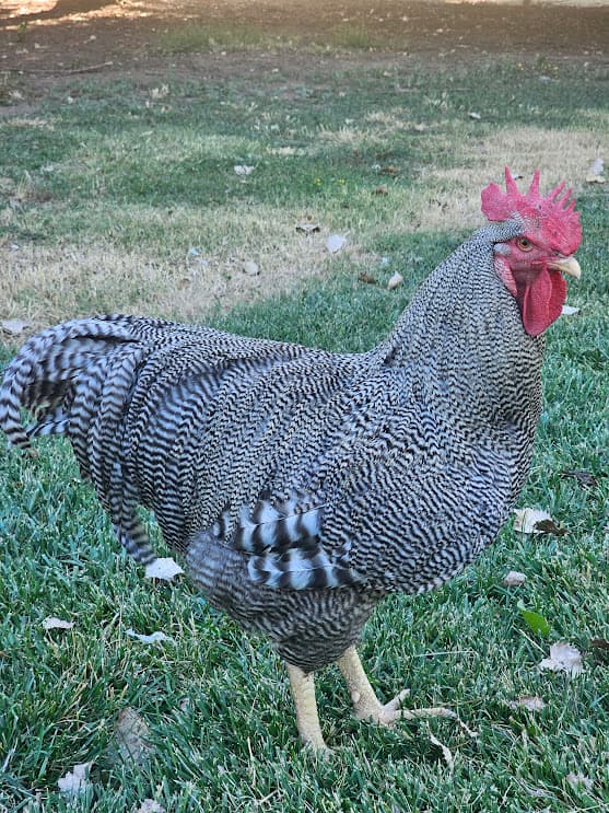 Heritage Standard Bred Barred Rock rooster showing classic barring pattern