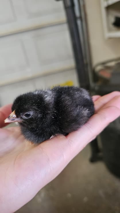 Barnyard mix chick held in hand at Shaggy Ink Farms