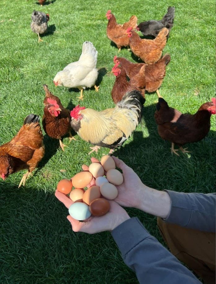 Hands holding a colorful mix of farm fresh eggs with the mixed laying flock in the background at Shaggy Ink Farms