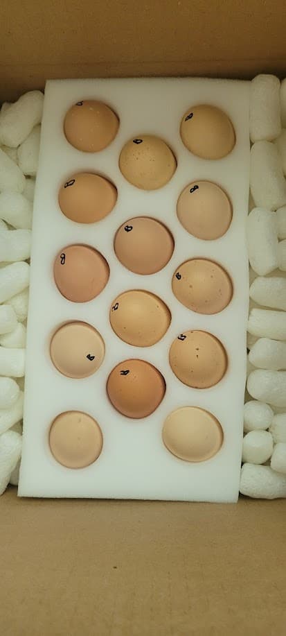 Heritage Barred Rock hatching eggs packed in foam tray with packing peanuts, individually numbered for incubation tracking