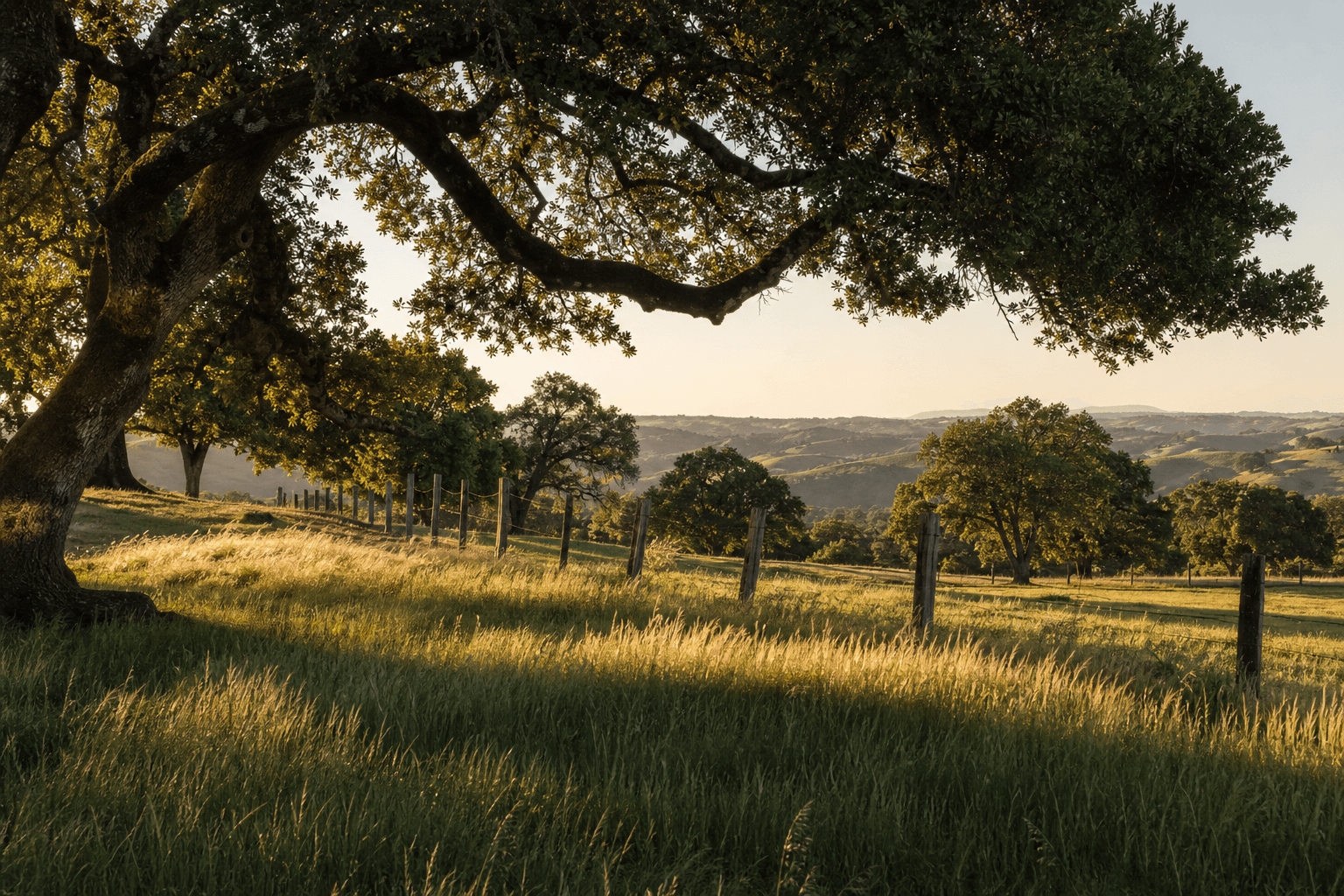 Mature oak trees, open Northern California pastureland, and rustic fence posts in golden light