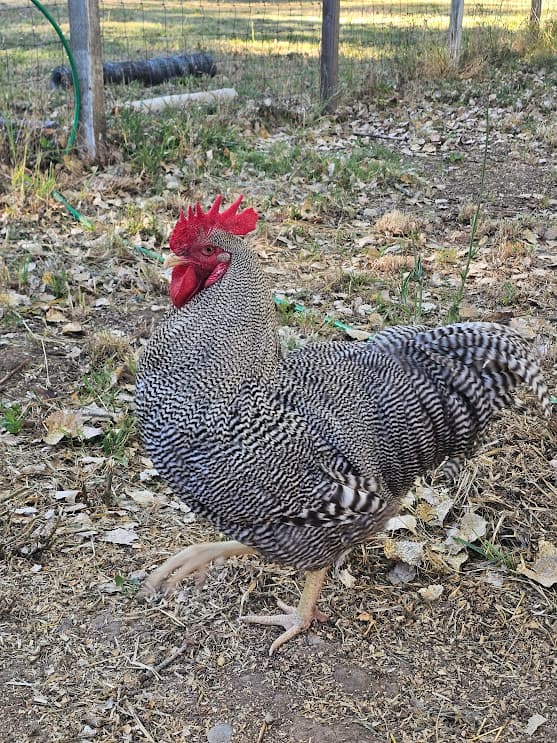 Barred Rock rooster and hen on pasture at Shaggy Ink Farms
