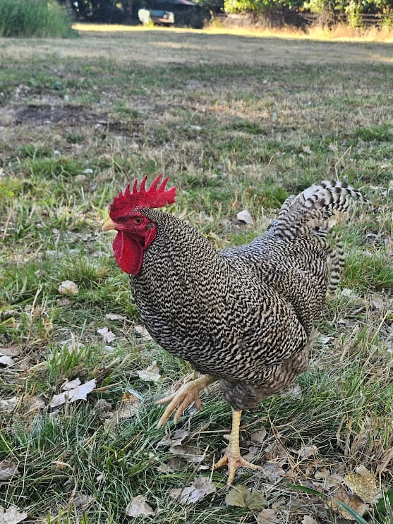 Standard Bred Barred Rock rooster side profile on open pasture at Shaggy Ink Farms